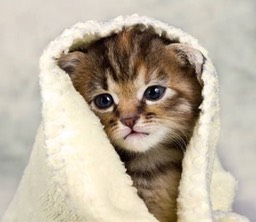 kittyBlanket